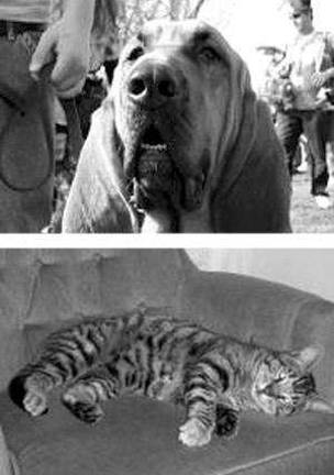 Sale to benefit Louisiana's four-legged residents