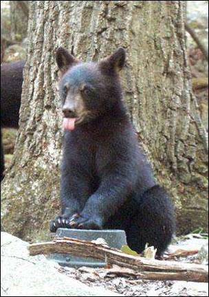 Hunters take to woods with bears in mind