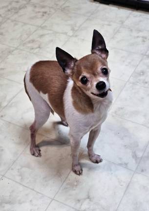 <b>Tiny Tim was stuck near a dock on Swartswood Lake, unable to use his back legs, whe he was rescued. Suffering additionally from a serious oral infection from rotten teeth, the “poster boy” of the rescue has since received extensive veterinary care, including the removal of his remaining teeth and a complex cryptorchid neuter surgery. </b>