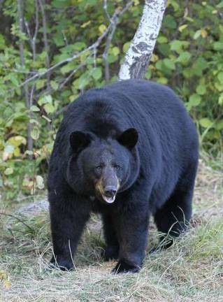 October bear hunt: 243 bears killed