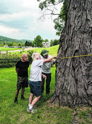 Bernie Gobel, Judy Smith and Forrest Jennings measure the circumference of the Sugar Maple Tree