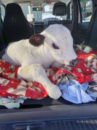 Trevor, the calf, in the back of the car that took him to safety. (Photo courtesy of Skylands Animal &amp; Rescue).