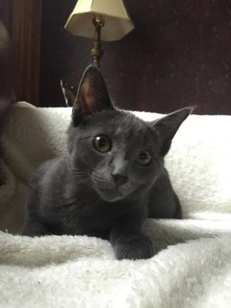Kevin, submitted by Lori Anne Salvaterra.