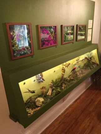 Butterflies and birds native to the area