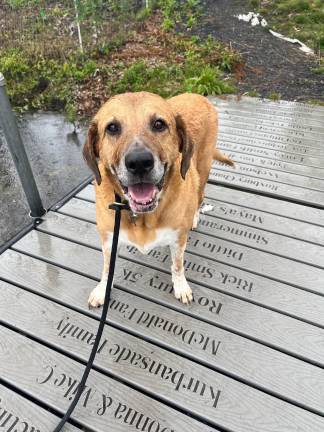 Meet Gunner Dixon