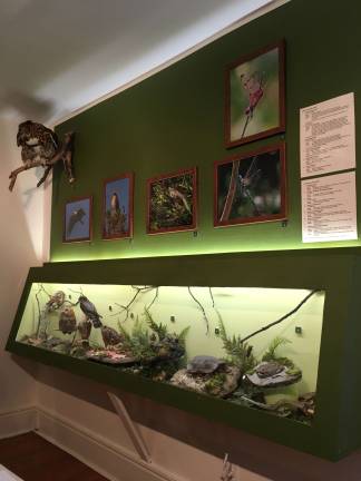 Great Horned Owl mount, dragonflies, birds of prey and wax sculptures of bog life