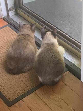 Jolene and Shamos, submitted by Barbara Connolly.