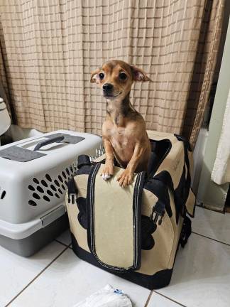 Hero after being received into rescue care.