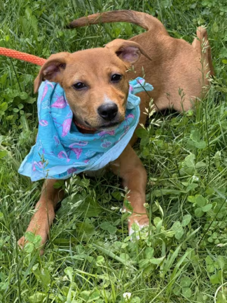 Meet Clover