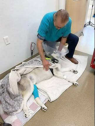 Dr. Ted Spinks checks on a dog after knee surgery.