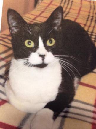 24 hour cat rescue sale