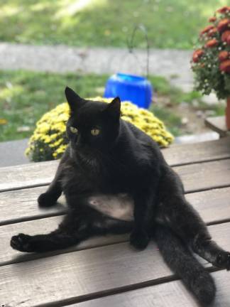 Jack lounging around. Photo submitted by Nicole Petrock.
