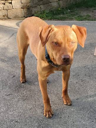 Copper is dog of the week.