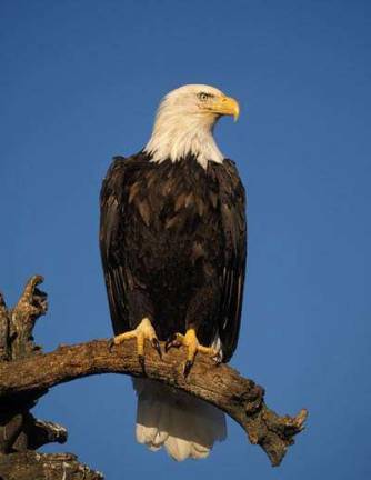 Bald eagle — June 24