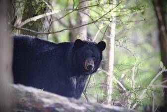 This bear was on Warren Court in Sparta about 6:30 p.m. May 1. Then it wandered off into the neighborhood. (Photo by Jay Vogel)