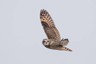 A photograph of an owl soaring through the air, won first place for Andover's Jeff Crawn in the advanced amateur category at the 2019 NJ State Fair.