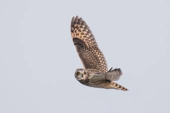 A photograph of an owl soaring through the air, won first place for Andover's Jeff Crawn in the advanced amateur category at the 2019 NJ State Fair.