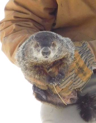 Stonewall V., Space Farm's weather-predicting groundhog, came out of his den Saturday morning, Feb. 2, 2019, for his annual prognostication. The rodent saw his shadow, which according to folklore, means another six weeks of winter. (Photos by Mandy Coriston).