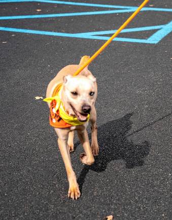 Sage, who is available for adoption.