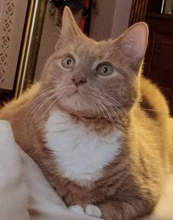 Reader Aileen Kasper doesn’t need an alarm clock; Apollo taps his paw on her hair to wake her up at 5:30 a.m. every single morning.
