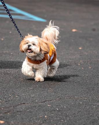 Milo, a Shih Tzu.