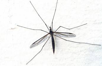 Mosquitos detected with West Nile Virus in Stanhope