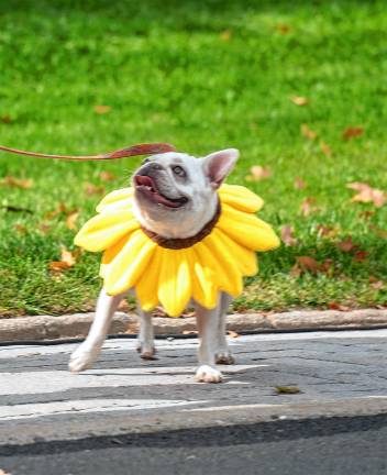 Phoebe, a French bull dog.