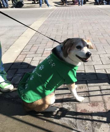 "Clover” attends the parade annually since being adopted four years ago on St. Paddy's Day