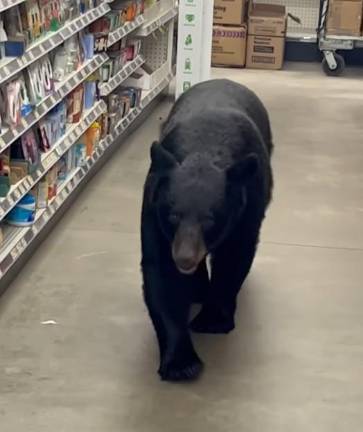 <b>A black bear walks down an aisle inside Dollar General in Vernon on Tuesday, Sept. 16. (Photo by Sean Clarkin)</b>