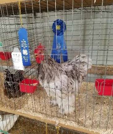 This handsome fellow, on display in the 4-H Small Animal Barn, knows that a blue ribbon for him and one for his owner is something to crow about!