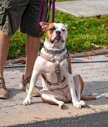 Rosie, an English bull dog.