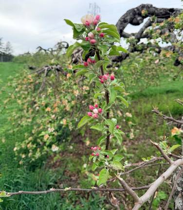 Withering apple buds from the fields at Apple Dave's in Warwick. Provided photo.