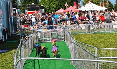 <b>Hot Dog Pig Races on Sunday, Aug. 3. (Photo by Maria Kovic)</b>