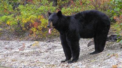 DEP offers tips for avoid encounters with bears