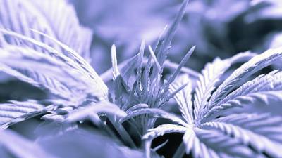 Hardyston leans toward marijuana restrictions