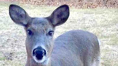 Family announces death of beloved deer