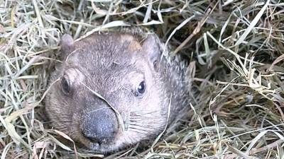 Stonewall Jackson V predicts an early spring on Groundhog Day (Photo provided by Space Farms)