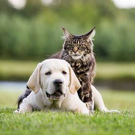 Free rabies clinic by Sparta Township. An adult needs to accompany the pet, and pets must be properly restrained.