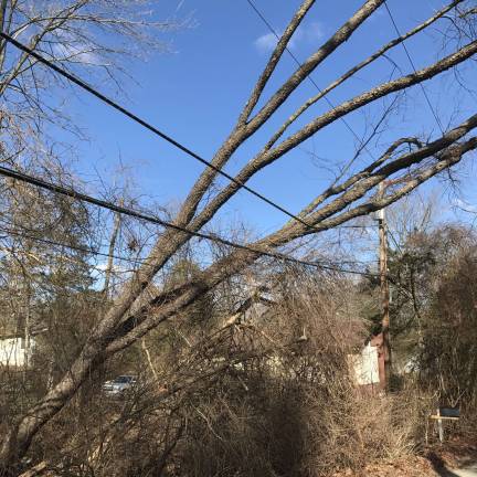 Downed tree pressuring power lines in Stillwater during storm of early March Photo by Laurie Gordon