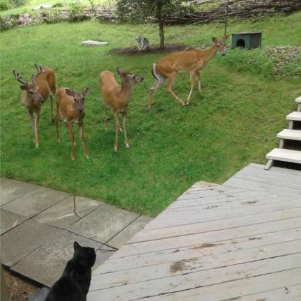 Johnnie Walker Black protecting his home from four young bucks. Photo: Thomas Mulligan