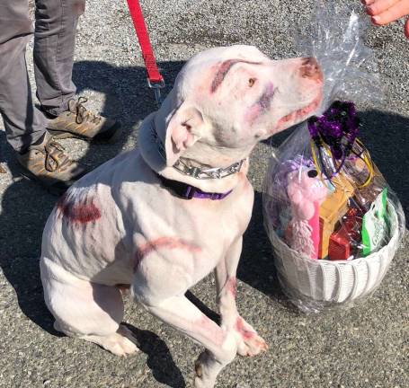 Hundreds attend 6th Annual Dog Walk of the Dead