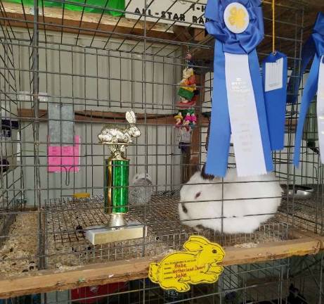 A Netherland Dwarf rabbit named Babe won his breed and nestles next to his prize in the 4-H Small Animal Barn.