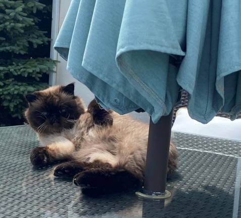 Elvis is still rocking out at 14 years old. Photo submitted by Eileen Achtau.