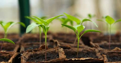 Rutgers Cooperative Extension presents Gardening Training Collection