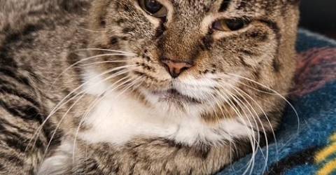 Meet Too Boots