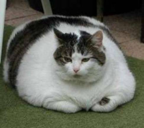 6 Tips to improve your pet’s physical fitness, avoid obesity