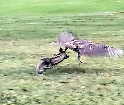 Nature in action at the Lake Mohawk Golf Course