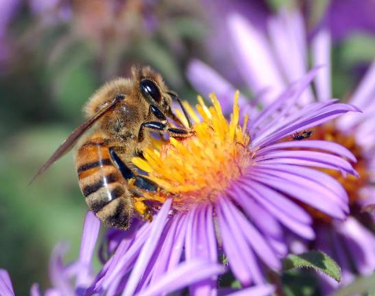 Bee expert to speak at historical society