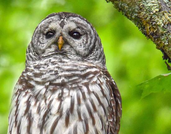 Barreled Owl as photographed by Lisa Beekman. (Photo courtesy of Sparta Camera Club).