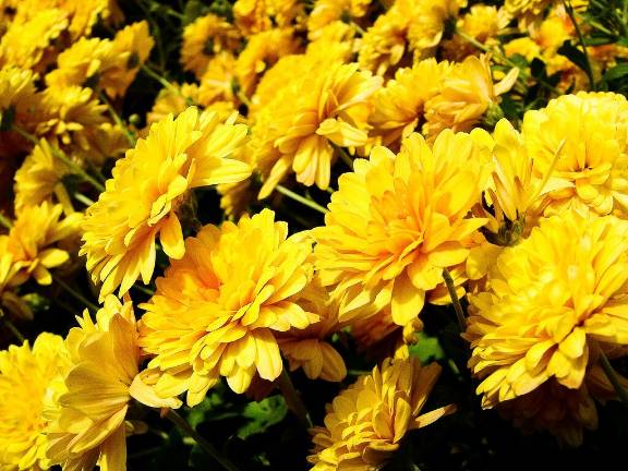 Last chance to be part of the unifying vision for Sparta businesses for the fall by preordering mums now. Visit the Sparta Historical Society online for further information.